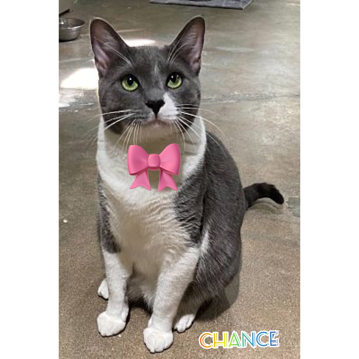 petadoptionfund's tweet photo. ๐CHANCE๐ has been waiting 11 months for a chance to show his loving side! โค๏ธ #AdoptChance at:๐
๐Pet Adoption Fund *Los Angeles, CA*
https://t.co/80zLPNlqbd #bluecat #sheltercat #adoptakitty https://t.co/7lPfiqOrZX