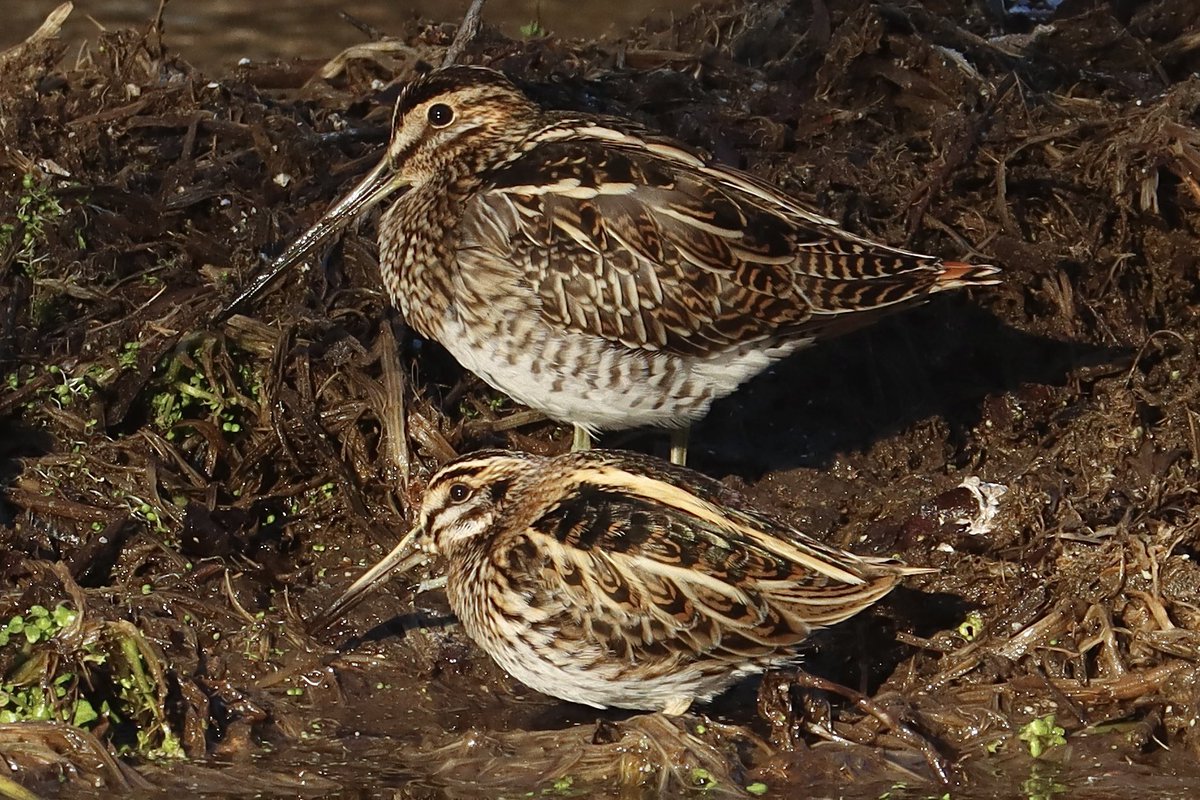 Henry Wyn-Jones tweet media