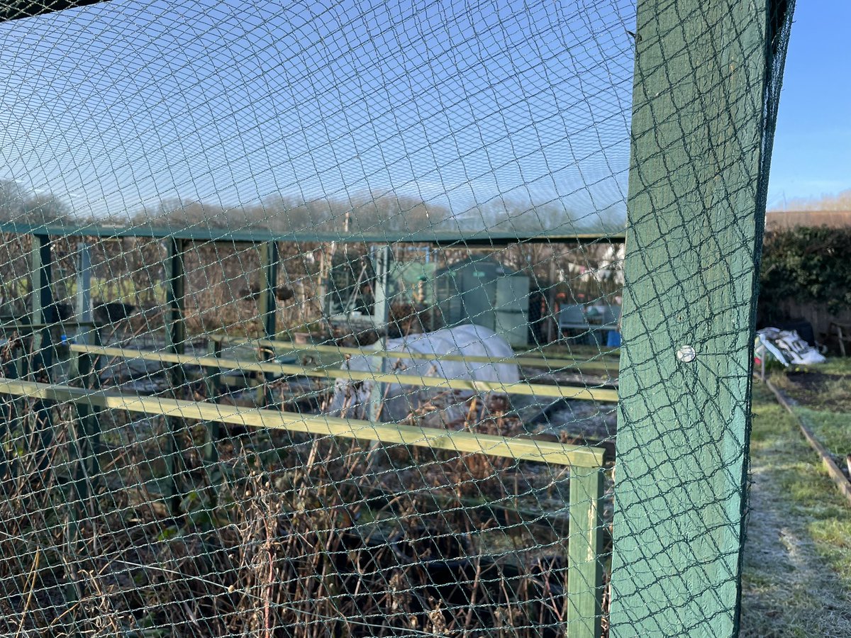 Plot2Pavilion's tweet photo. At #ThePlotThickens cold but bright #allotmentlife #robins #frosty #bluesky https://t.co/JMh1KrglUD