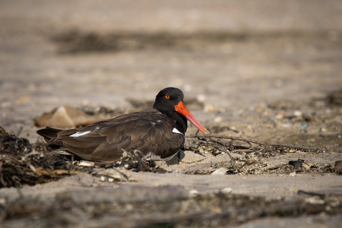 thebirdnerd7's tweet photo. Adult Oystercatcher relaxing on the beach 🦪 
•
#oystercatcher #shorebirds #shorebird #birding #wildlifephotography #wildlife #photography #nature #naturelovers #birdwatching #birdphotography #bird #birds #sigma100400mm #naturephotography #beachbird https://t.co/cBvcGNc46f