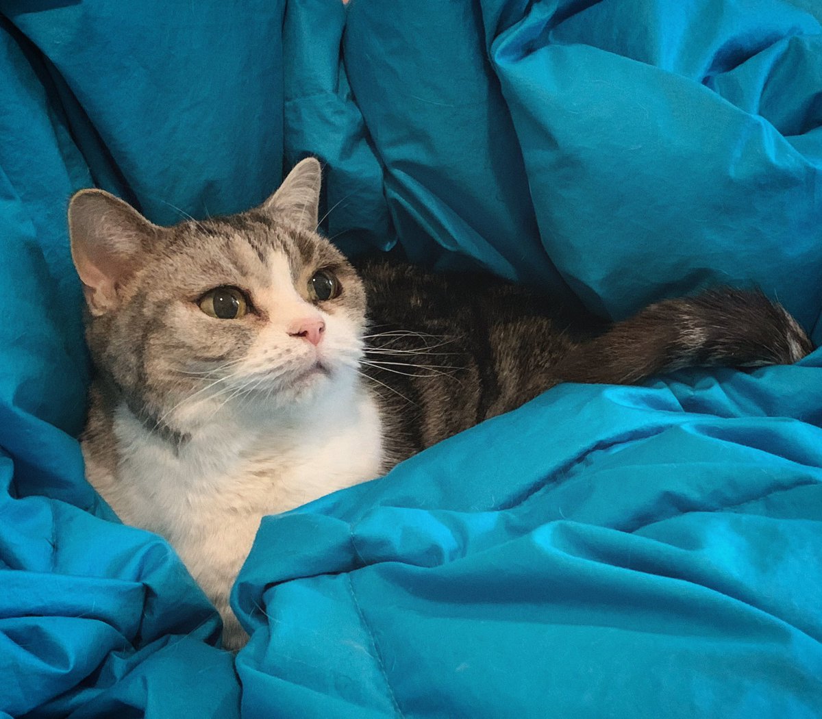 GTWScar's tweet photo. Jellie swimming in the ocean of blankets https://t.co/thjSmk6t8i