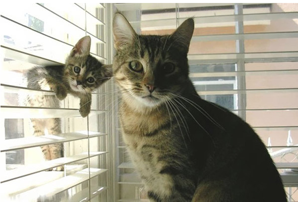 These two are the reason we won't be getting back our apartment deposit. #cats