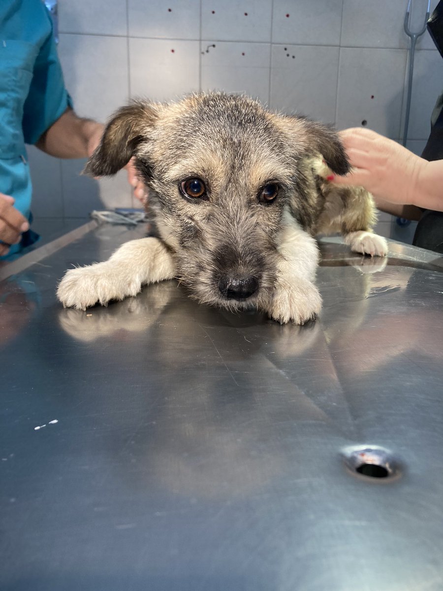 jainapereyra's tweet photo. Muy buenos días. No los quiero emocionar, pero estas cuatro señoritas están en adopción. Son hermosas y necesitan una casa en donde las amen mucho para siempre. ¿Nos ayudan a difundir plis? https://t.co/a35U7GJ8At