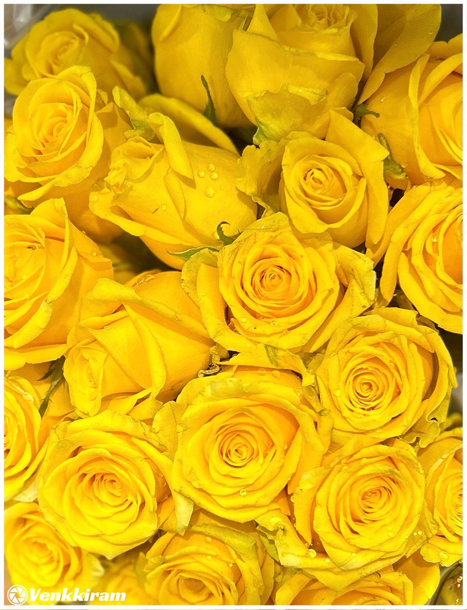 venkkiram's tweet photo. #வாழ்த்துகள் #Vikraman #definingsuccess #settingexample #Ambedkar #thewayoflife #livebyprinciples #அறம்வெல்லும் #treatingeveryonethesame #venkkiclicks #photography #flowers #yellow https://t.co/CfCAnd8P28