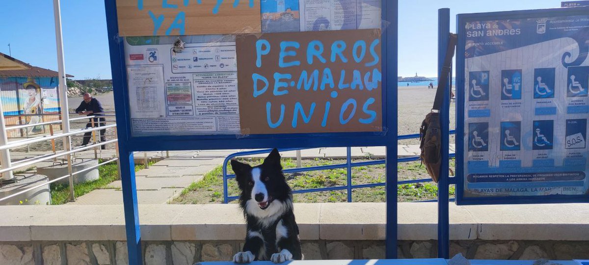 Más de 1.000 personas hemos apoyado ya la recogida de firmas que está llevando a cabo la Asociación Mi Mejor Amigo Málaga para que haya playas para perros en Málaga. Estarán todos los sábados de 11:00 a 13:00 h en el paseo marítimo Antonio Machado, frente al Parque de Huelin.
