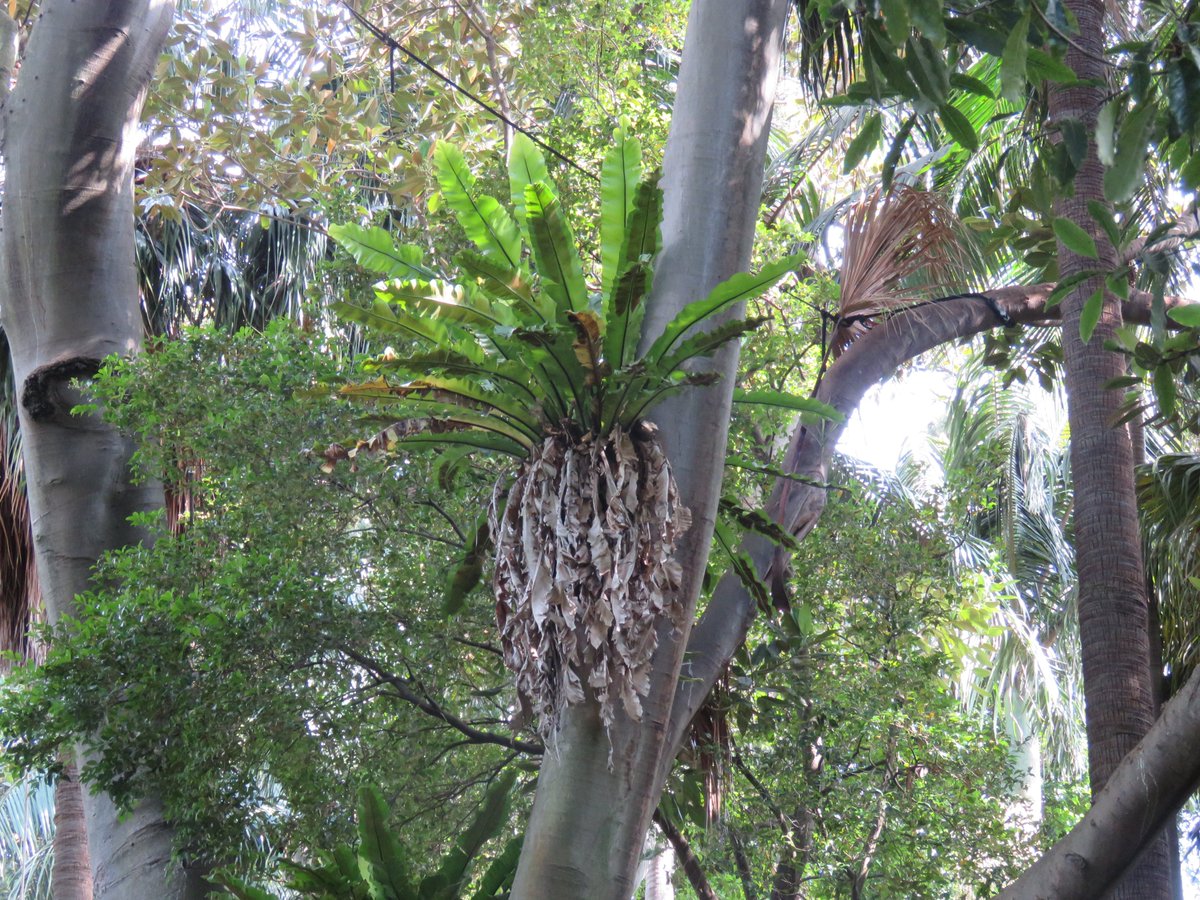 StuartWilliams_'s tweet image. Asplenium australasicum (bird&apos;s nest fern) in the fern gully at Royal Botanic Gardens Melbourne

#RBGMelbourne #Asplenium #Aspleniaceae #ozplants