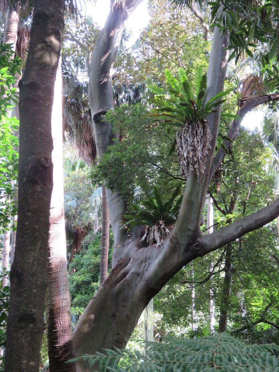 StuartWilliams_'s tweet image. Asplenium australasicum (bird&apos;s nest fern) in the fern gully at Royal Botanic Gardens Melbourne

#RBGMelbourne #Asplenium #Aspleniaceae #ozplants