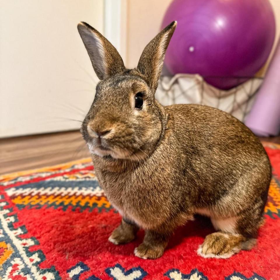 Happy Lunar New Year! 🧧 At HRS HQ, our goal is to reach 200 adoptions in honor of the Year of the Rabbit!

Adopt from or foster with HRS HQ: rabbitcenter.org

Find your local HRS chapter at rabbit.org/chapters

Together we can help more rabbits find loving homes! ❤️🐇