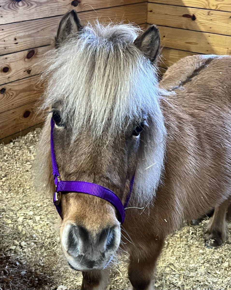 K_Jelich's tweet photo. Meet Paisley, the newest addition to our farm! She’s my mom’s new miniature horse! 💗 https://t.co/xJBGoDn8lk