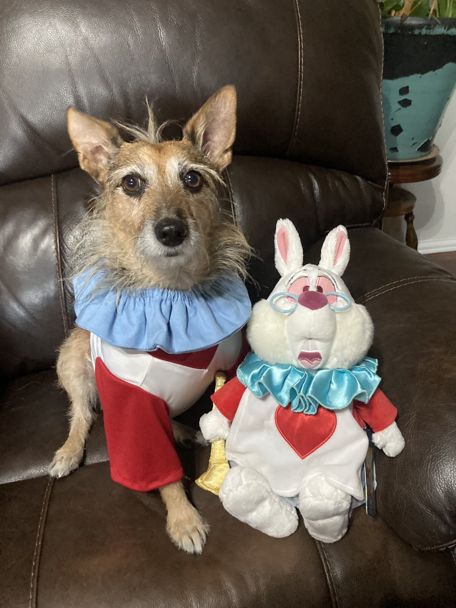 HerbieMooland's tweet photo. Happy Lunar New Year! 🎉
In honor of year of the rabbit, I’m cosplaying as our favorite rabbit character, The White Rabbit: 🐇⏱️
#yearoftherabbit #happylunarnewyear #thewhiterabbit #aliceinwonderland #disneypets #dogcosplay #dogcostume #matchingcostumes #dogsandplushies https://t.co/PCA3fgvmpH
