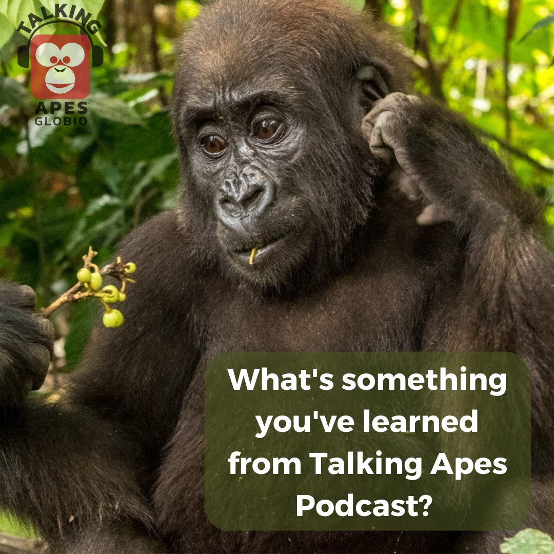 Tell us in the comments ❤️ 🐵 

#podcast #science #primatology #greatapes #scienceandnature #wildlife #animalpodcast #babygorilla #gorilla #greatape #primate #bekindtoanimals #conservation #biodiversity #evolution #primates