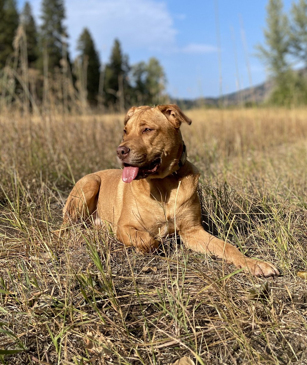 sarabless's tweet photo. @LaughOutLander Here is my rescue Maggie who is for sure part pittie. She is loving, loyal and funny. #goofball #pittiemisunderstood #cuddledog. https://t.co/FRBEPDCK35