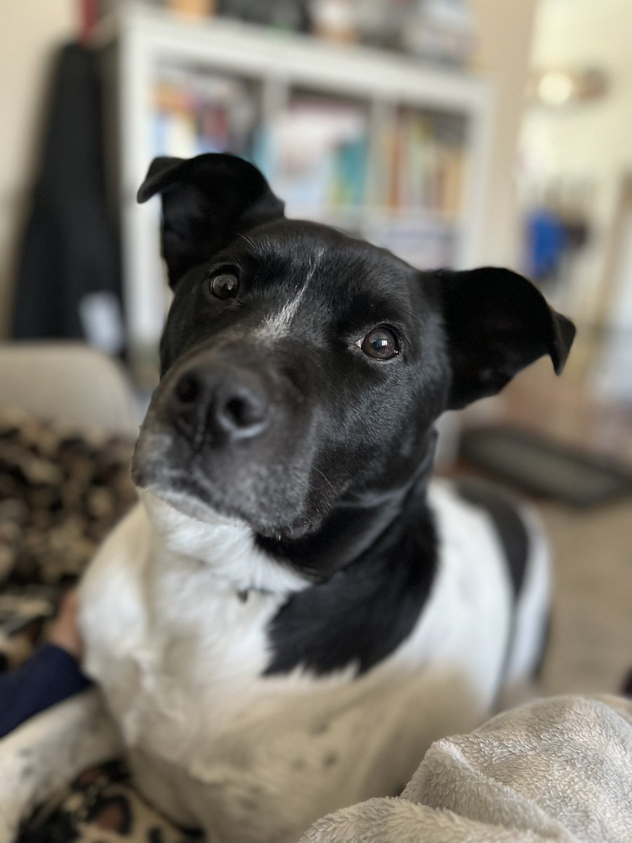 WSNewman's tweet photo. @5280Orange A dog who *isnt* on the couch. Technically. https://t.co/J4WbJwc7XW