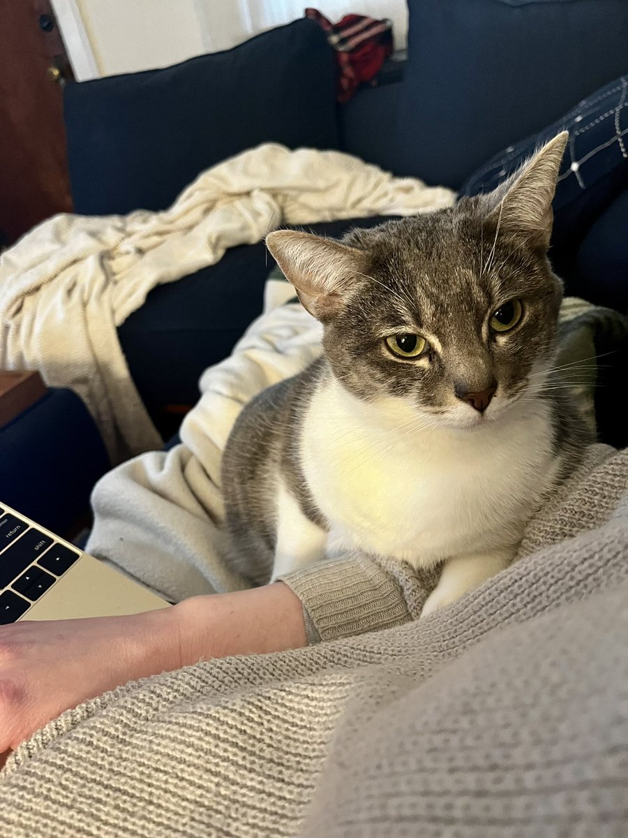 The cutest assistant overseeing my to do list 😻