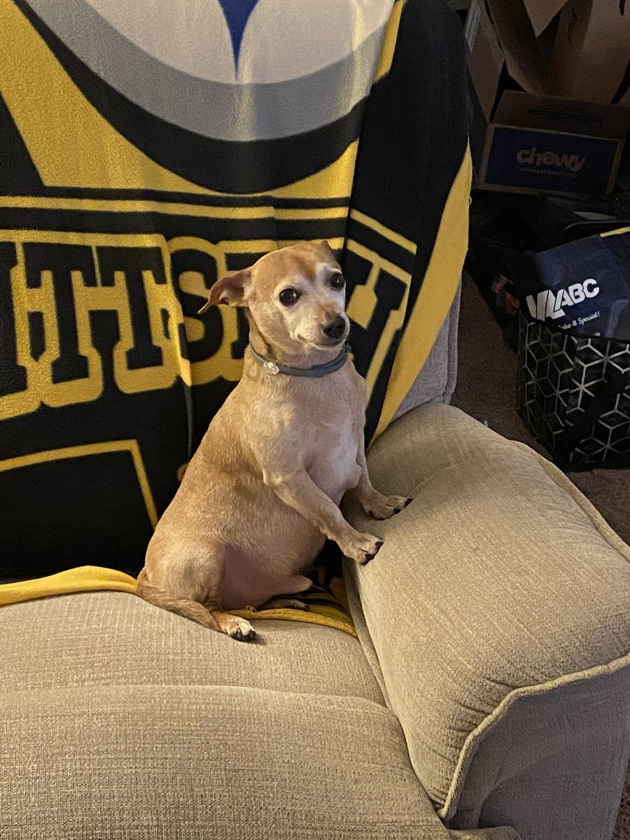 BentleyChiweeni's tweet photo. @brclothwrites You mean MY bed? MY couch? https://t.co/U10ousZqoB