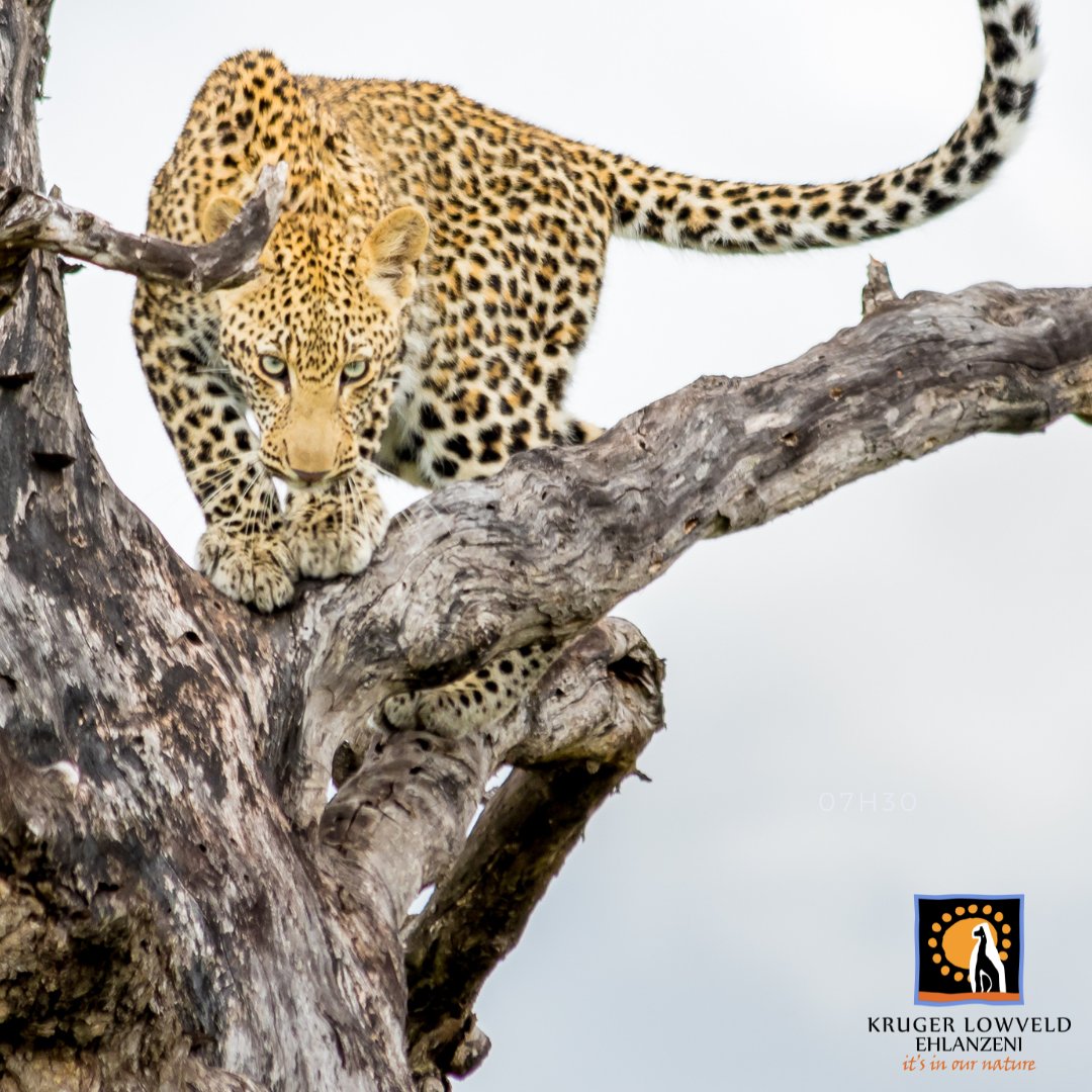 Final reminder! 
From 07h30 you can book your favorite South African National Park for December 2023 and January 2024.
Contact:
+27 (0)13 755 1988
+27 (0)13 750 1073
+27 (0)21 552 0008
info@krugerlowveld.com