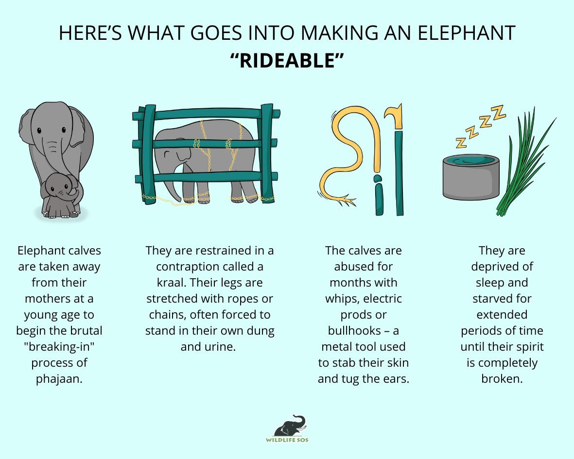 LeighAnsberry's tweet image. 😢🐘#RefuseToRide #BanCaptiveElephants