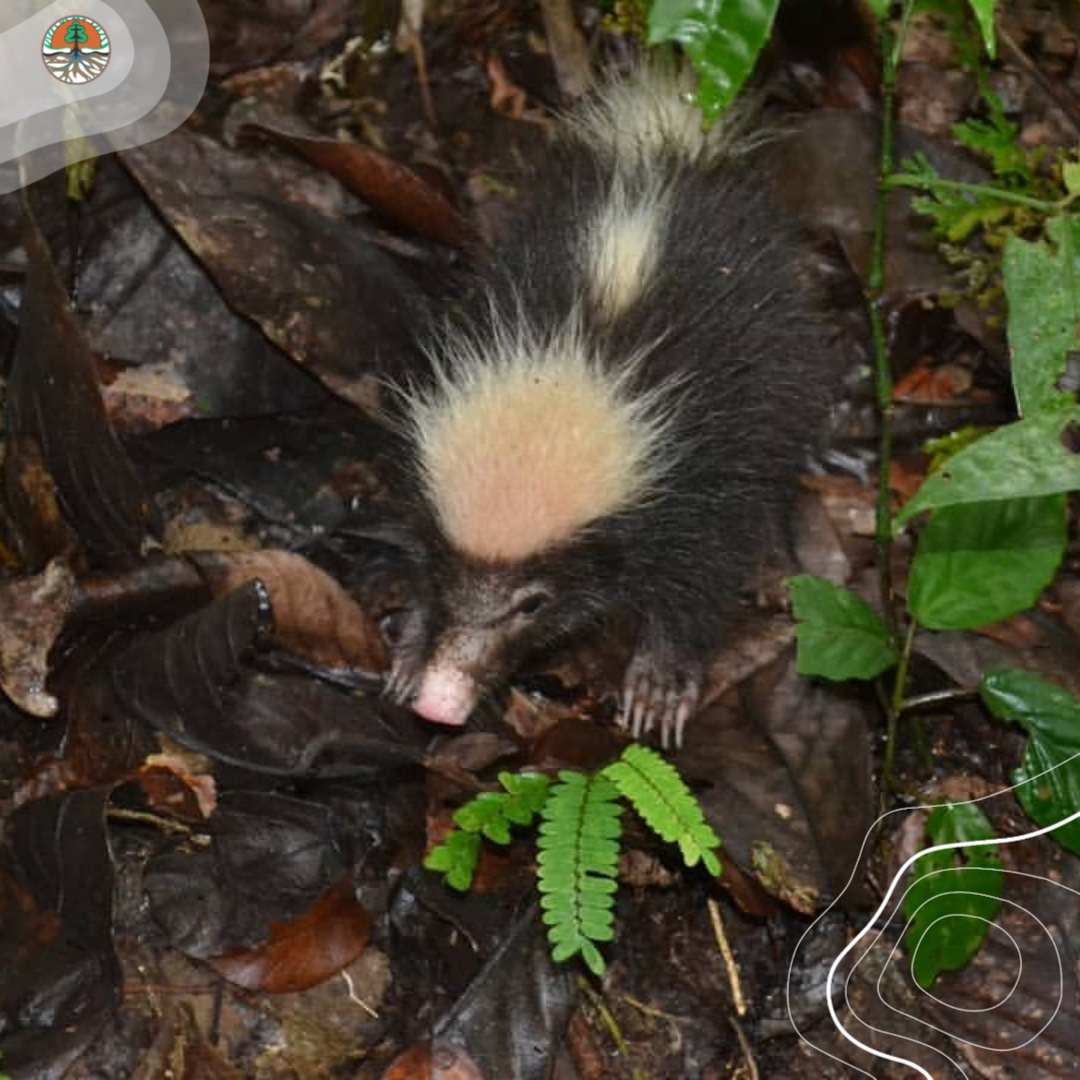 Semangat Senin Sobat Hijau yang bangun siang. Tahukan #satwa apa ini?

Apa yang terlintas dalam benak sobat ketika mendengar kata #Sigung?

Bagi teman-teman yang suka patroli atau survey di Taman Nasional Bukit Barisan Selatan pasti pernah mencium bau busuk yang cukup mengganggu.