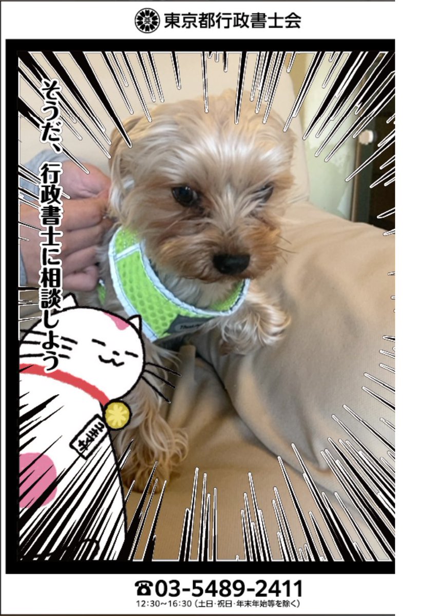 mitch2008_0921's tweet photo. うちのワンちゃんが散歩する時リードつけられる顔　 #困り顔アニマル ＃行政書士ARフォトコン https://t.co/q3P9Wqah7j