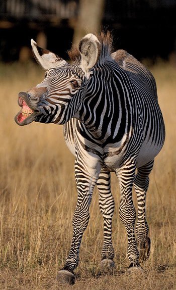 Braun1834's tweet photo. @nothereforshitt @Cxbra_edits @SLigodi @AyaNakamuraa https://t.co/h3cx1Dvy1u