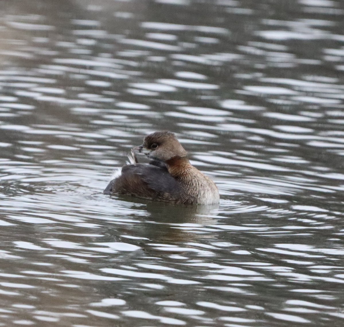 A redhead and a grebe today on the mill pond. 

#birdphotography @BirdBronx #vancortlandtpark