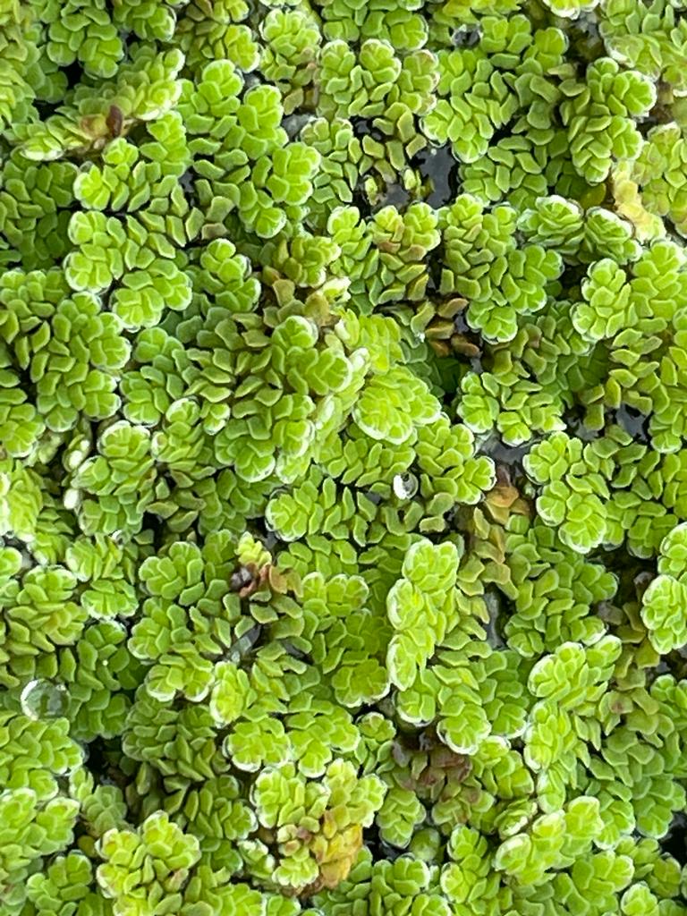 nitkmariano's tweet photo. 20230117. Abandonando la etapa SCIAPLI-Guajala el Azolla del semillero prototipo luce su mejor ropaje.     
                                                                            Leaving the SCIAPLI-Guajala stage, the Azolla from the prototype nursery wears his best clothes. https://t.co/qgEgmr0bgL