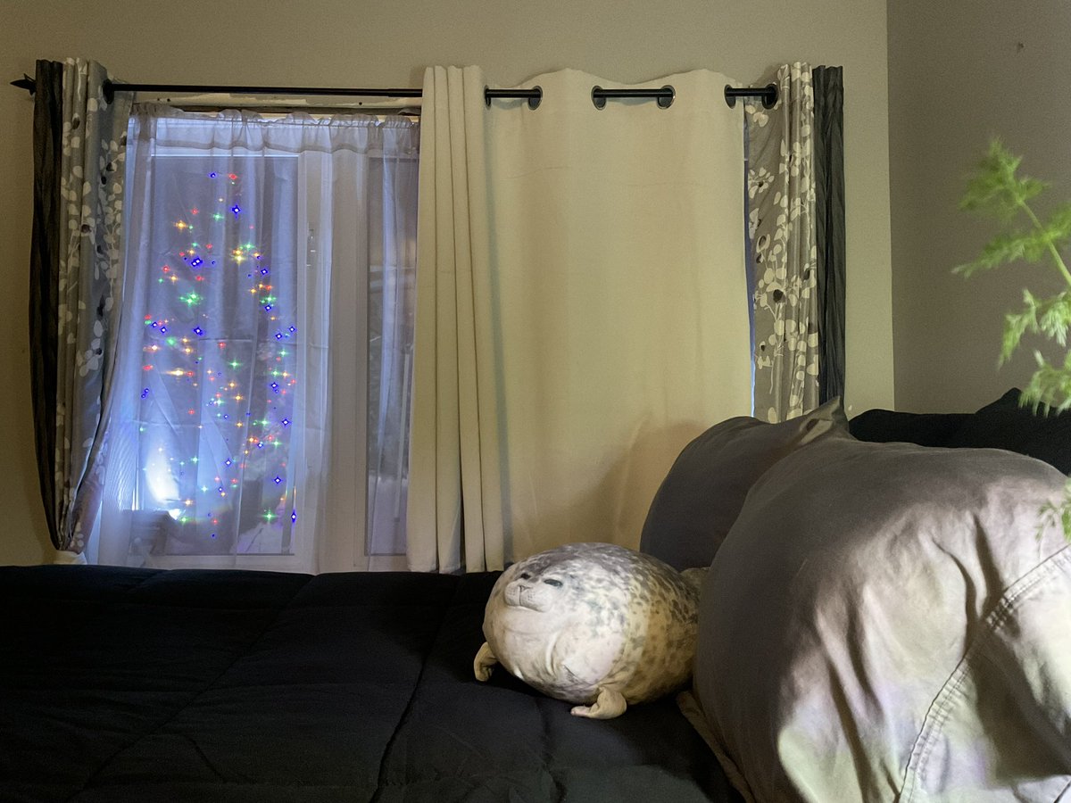 schmoozequeen's tweet image. Sparky my #HarpSeal friend is safe and relaxing tonight!