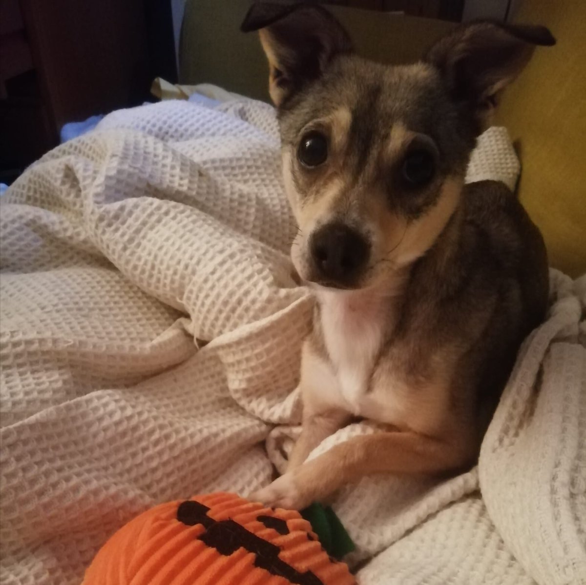 The First Casualty - Falklands War History tweet media