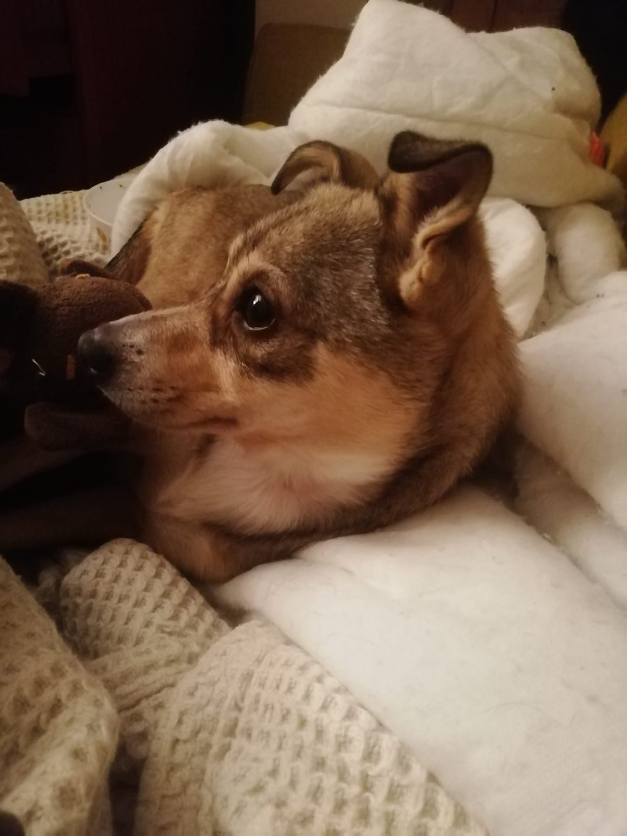 The First Casualty - Falklands War History tweet media