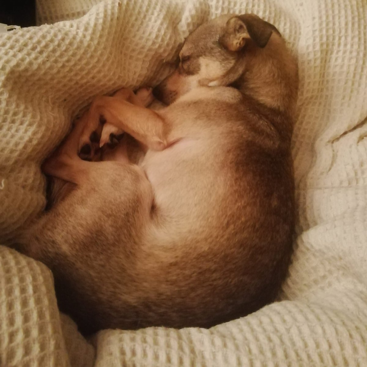 The First Casualty - Falklands War History tweet media