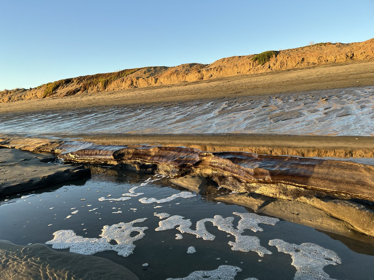 Presume we’re seeing an old salt marsh, elevation 2m below existing marshes (sea level this low occurred a few thousand years ago and the sand spit would have been much further seaward than today)? Seen at king low tide after storms removed sand from lower beach #DoranBeach