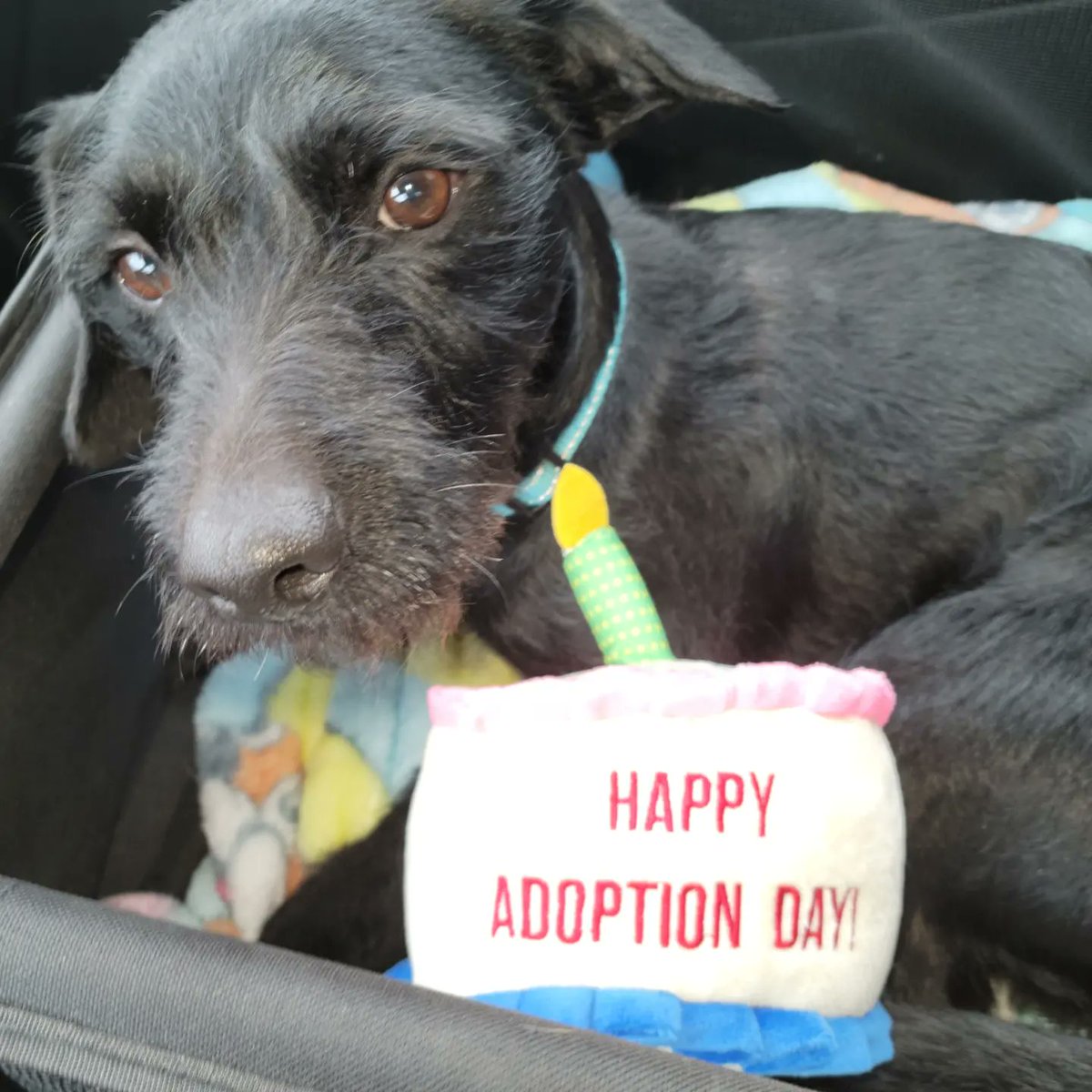 CleverCreatives's tweet photo. Happy #Gotchaday to my new best friend! I'm naming him Rocky after one of the best books I read in 2022 - #ProjectHailMary. 

We are going to have so much fun together! https://t.co/HHGkHEi3sD