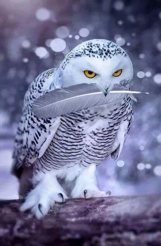 Your owl for tonight!
#photos #photography #birds #owls