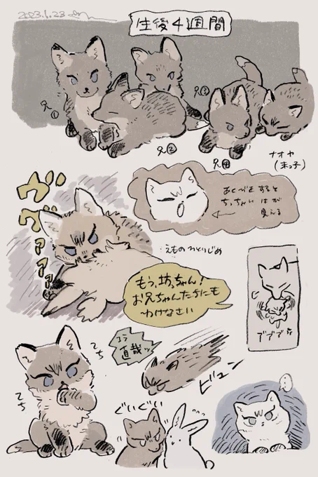 こぎつね生後4週間(獣化) 