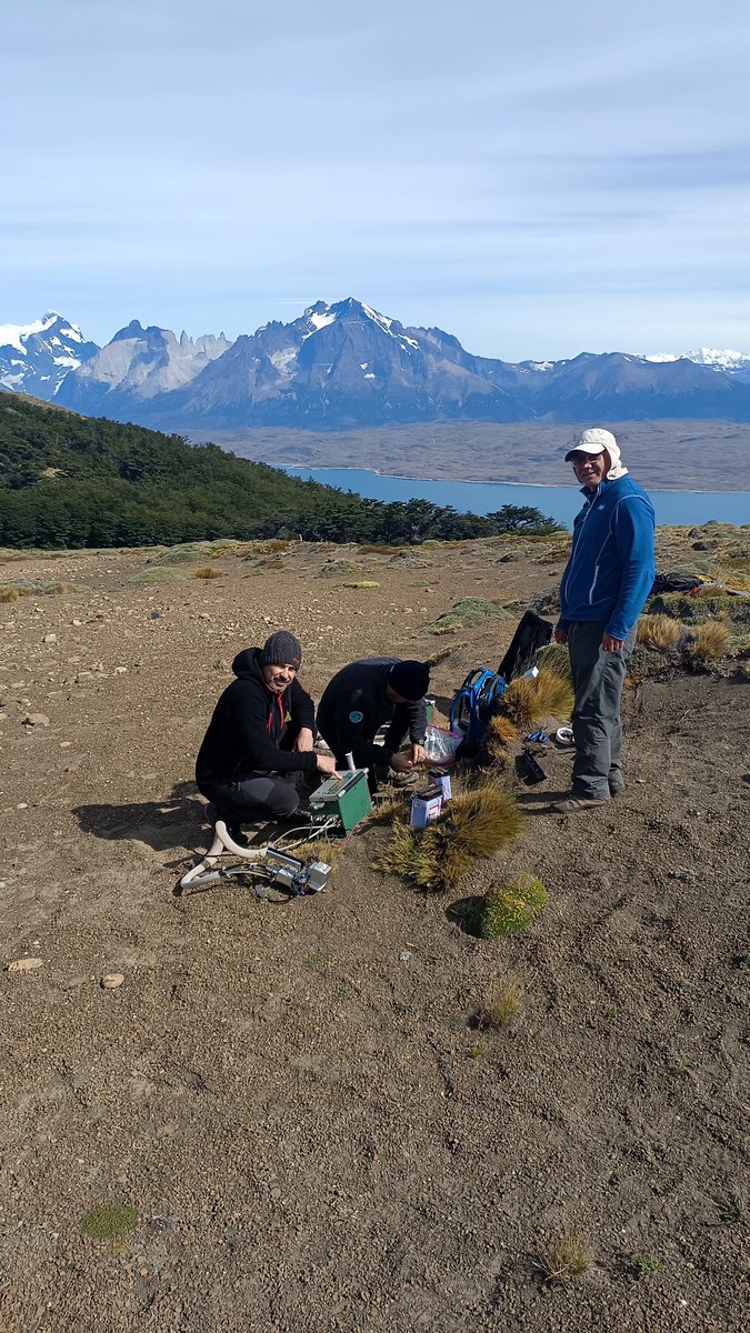 JaumeFlexas73's tweet photo. In situ preparing a novel system to attempt measuring Azorella cushion photosynthesis with a Li6400  at Torres del Paine, Chile @LohenCavieres  @LICOR_ENV @Inagea_es @PlantMedUIB https://t.co/y4iRlXPeWi
