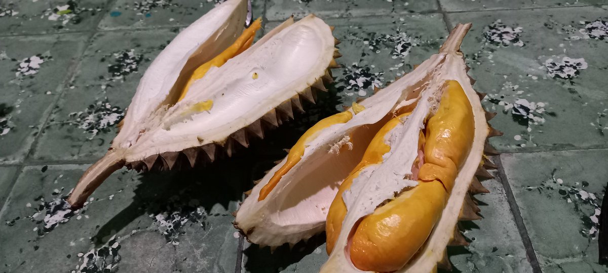 kangbudhi's tweet photo. Durian kuning cangkringan https://t.co/6qH2njWQZY