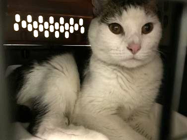 NYCDEATHROWCATS's tweet photo. Blue eyes is a female cat that is about 10 years old. She is yet another victim of being surrendered to the city shelter. She is confused and is a bit conflicted. She needs to get out of the cage and into a home where she can feel safe.
https://t.co/91HMUEC6aN https://t.co/MDY9ho5Nb5