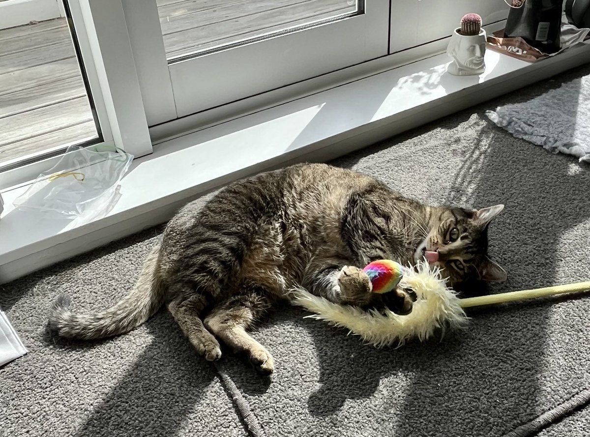 Cat of the month:
Meelo Rodriguez Lopez