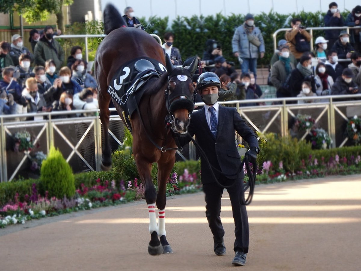 エリモグリッターくんのうまぴょいにより花も掘り返されてしまい、他の子たちにも踏まれまくったことをお伝えいたします。
まるで人間社会を凝縮したような有り様でした…