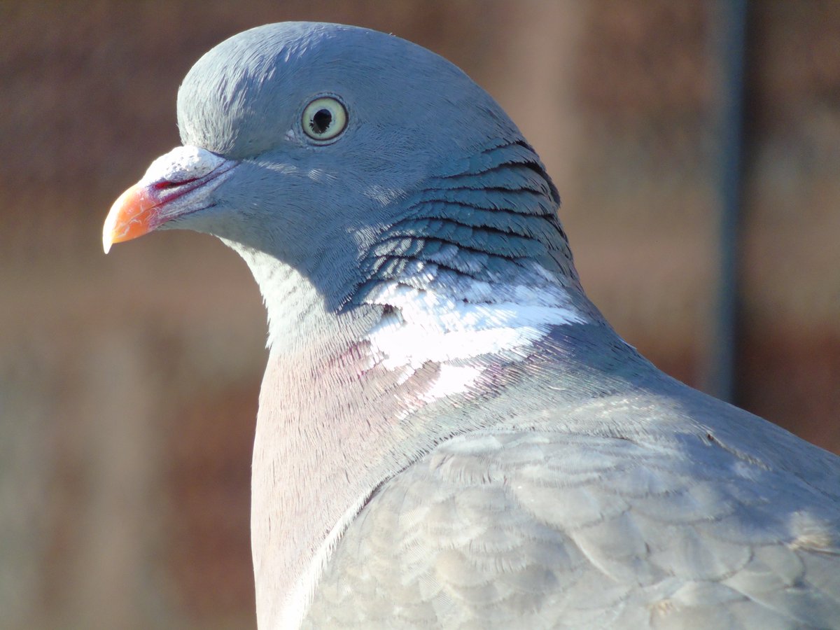 Wood Pigeon Portrait.

#WoodPigeons #TwitterNaturePhotography 
#TwitterNatureCommunity #Birds #ILoveNature #SpendTimeWithNature #ItsGoodForYou #OldPhotos