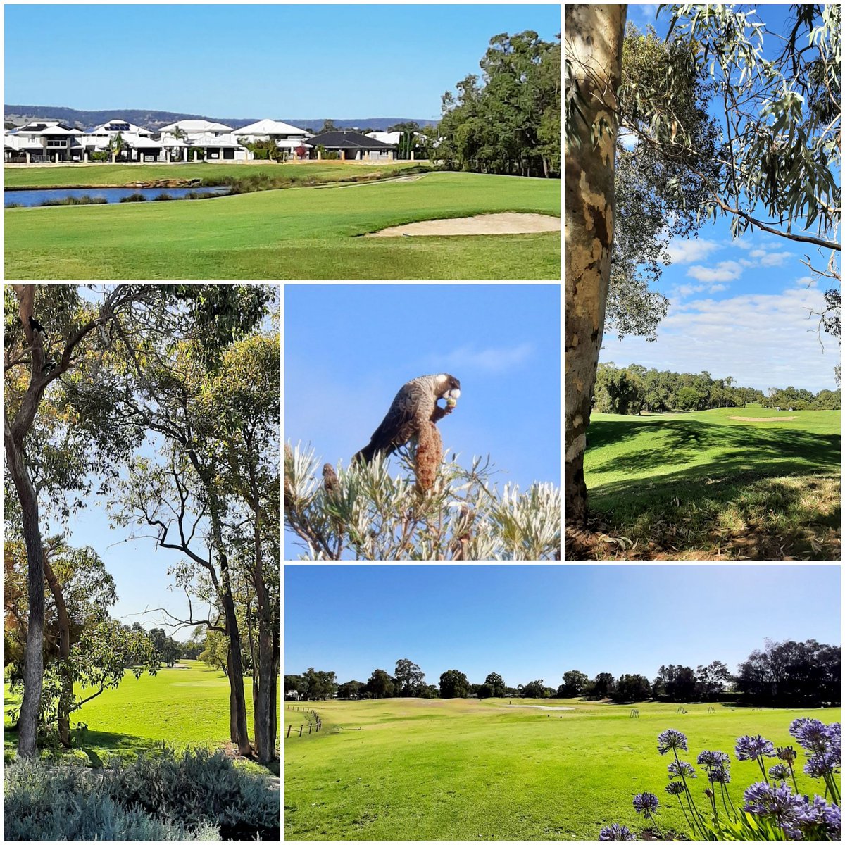 VinesRA's tweet photo. We are fighting to save the green open space and mature native trees that are the heart and soul of the suburb of The Vines 🌳

Our campaign against the redevelopment of The Vines Golf Course is only just beginning.

https://t.co/cZ7CRmCF4P

#savethevinesgolfcourse #savethevines https://t.co/xO1JmWerUI
