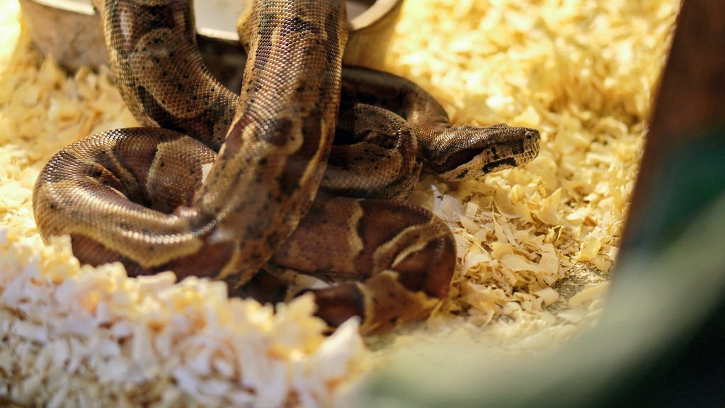 jfel_binc's tweet image. El otro día aproveché el ratito que estuve en la ciudad de Mendoza para ir a un serpentario, y miren la tremenda #DaltoPython que me encontré.