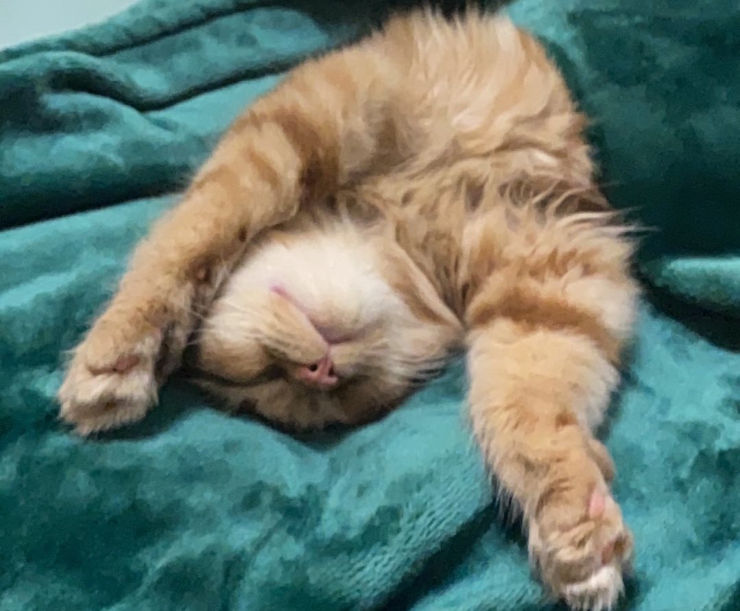blissinqs's tweet photo. @TweetsOfCats he’s sleeping like he just worked an 8 hr shift https://t.co/BQBmIcTILm