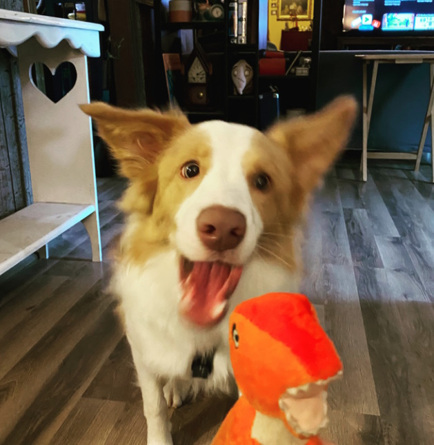 bcpowderburn's tweet photo. Hoomom sed stay. but she haz dino. ubjective wuz clear, no stay, get dino. :) ๐ฏ๐ถ๐คฃ#bcpowderburn #bordercollie #bordercolliesoftwitter #dogs #dogsoftwitter #dogphotography #cutedog #tennesseedogs #dogsoftennessee #lovemydog #dogmom https://t.co/5XyrcESWQp