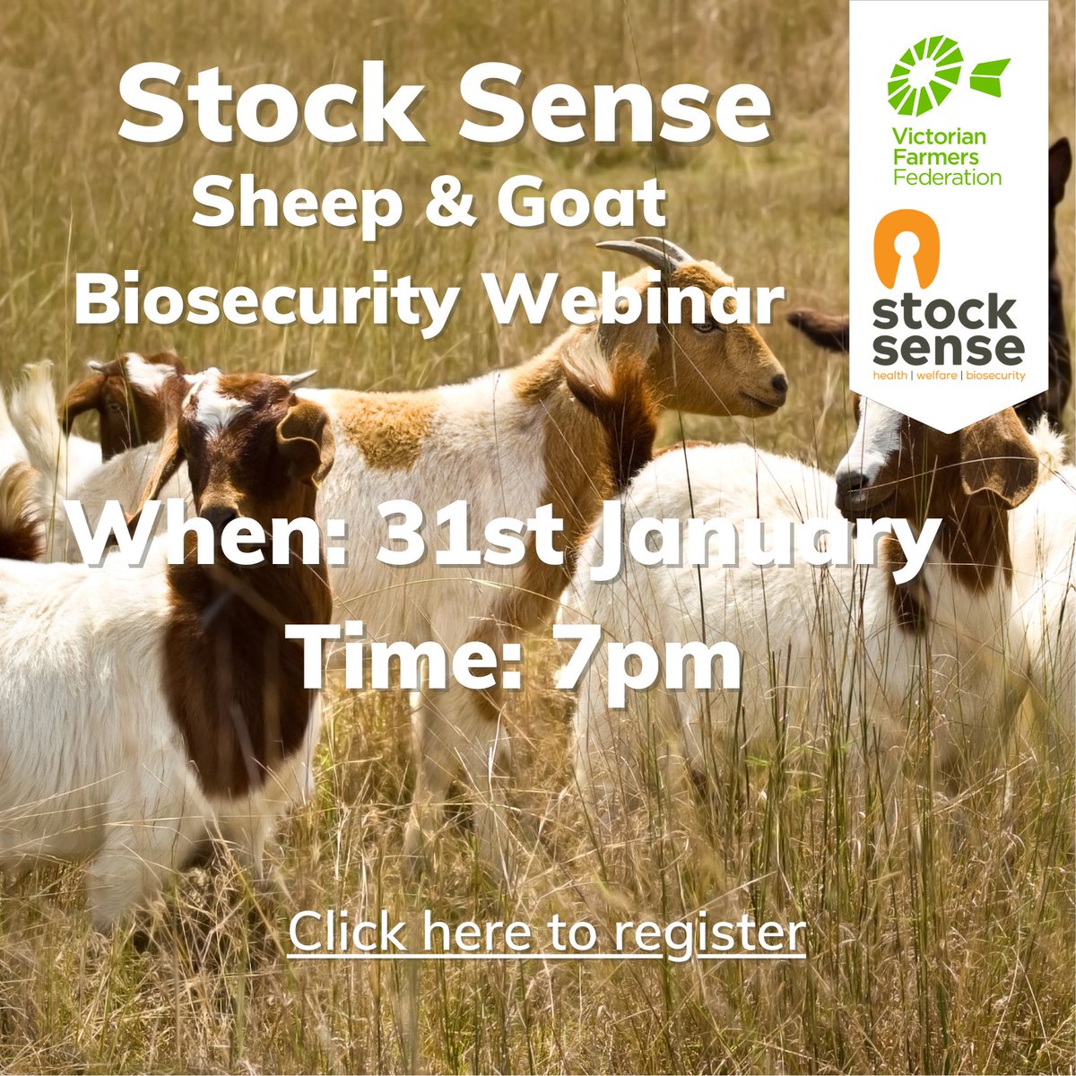 Stock Sense webinar: 31st January at 7pm.
Hear from Dr. Rob Barwell - AHA, Dr. Berwyn Squire - Ag Vic, and Jack Briscoe - Futura Kelpies. Our guest speakers will be presenting on topics relating to Sheep and Goat Biosecurity. Register here: us02web.zoom.us/webinar/regist…