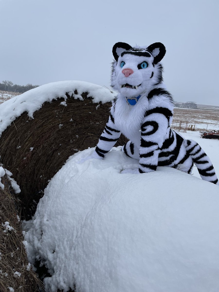 I’m pretty good at climbing hay bales, but I failed at climbing them in the snow and in a fursuit. 
#furryfandom #furry #fursuit #tiger #fursuiter