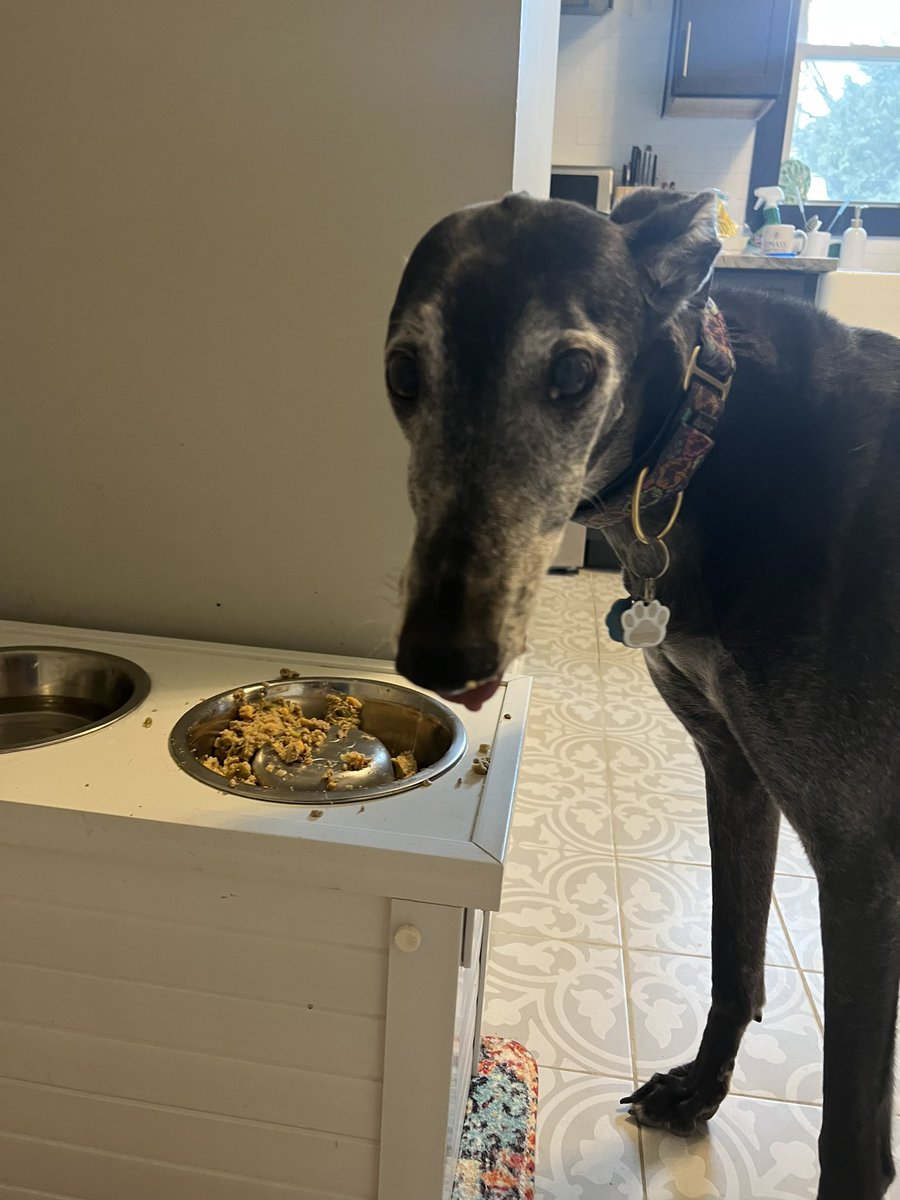 krisjmcbride's tweet photo. @nathaliejacoby1 All of them! The grey cat was found in an industrial park as a kitten, the calico was found wandering the streets as a kitten. And our Bernice was a racing greyhound in Florida. https://t.co/aMTZvfnYj3