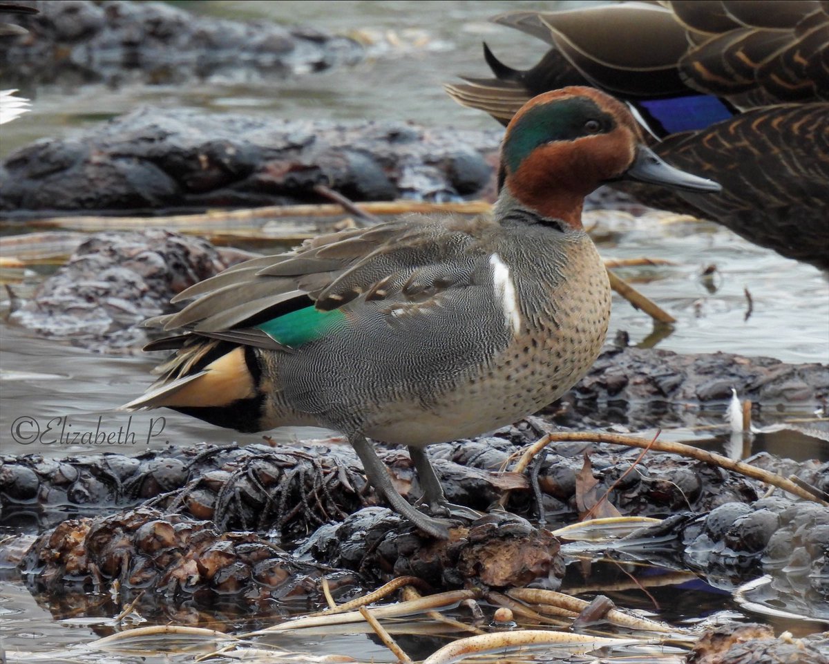 #GreenWingedTeal seen on 01/21/2023 at Baisley pond park,Queens.