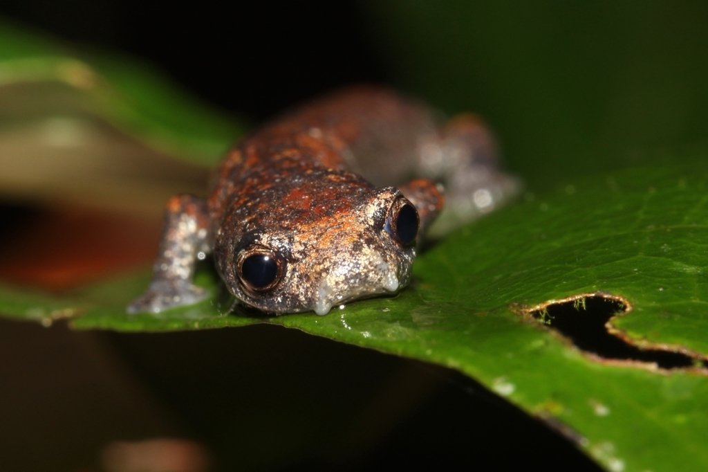 ElGrandSapon's tweet photo. Sabiam que existem salamandras no Brasil?
Sim, nós temos 5 espécies delas! Querem saber mais? Se liga nessa #BioThreadBR https://t.co/Gr967CaiAj