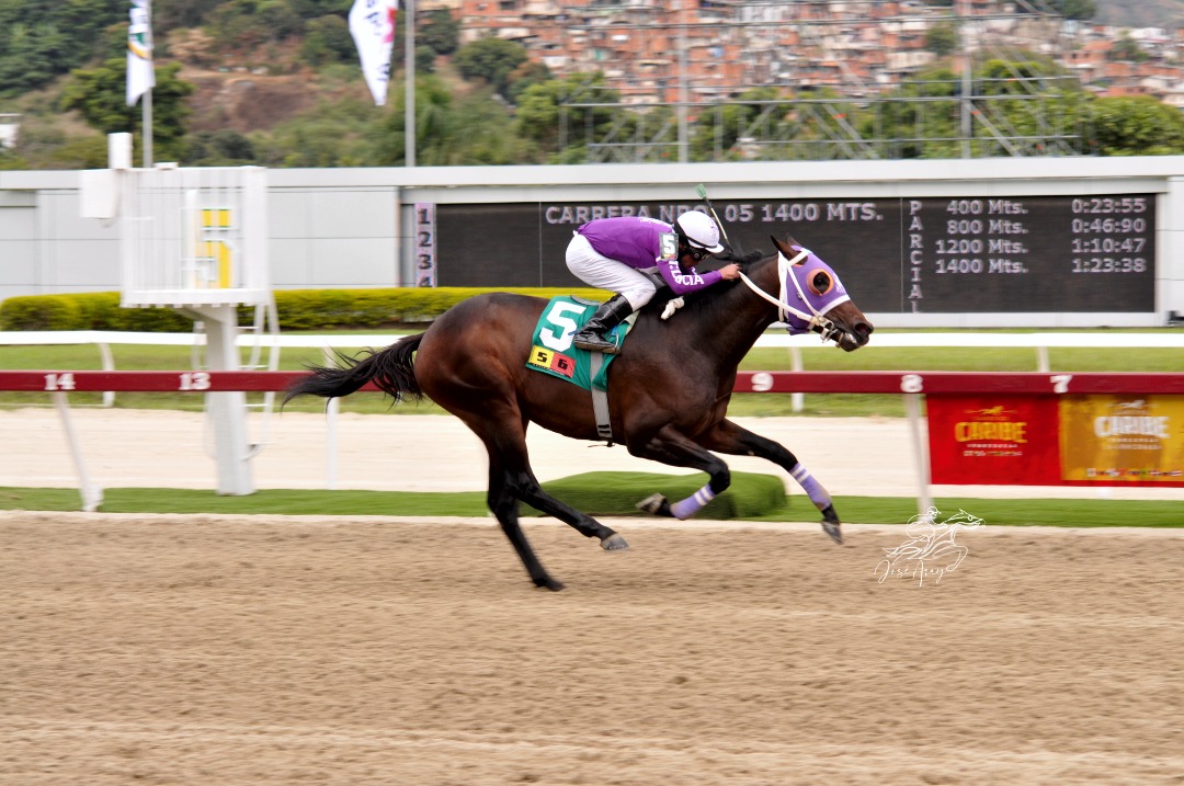 #Hipismo El hijo de Tiz West en Muñecota de nombre Li Tre Fratelli galopa el Clásico Francisco de Miranda derrotando al campeón dosañero Bombazo para convertirse en la 1ra selección de cara a la Triple Corona Nacional.

¿Podría Li Tre Fratelli conseguir la Triple Corona 2023? 🤔
